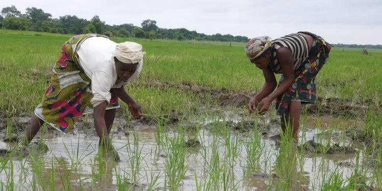 Nigeria, Brazil Sign MoU To Boost Agribusiness In 774 Local Government Areas