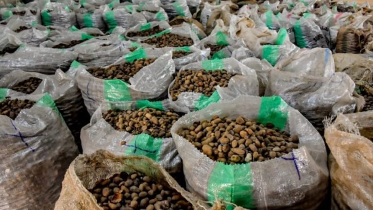 President Tinubu Orders Immediate Ban Of Raw Shea Nut Export
