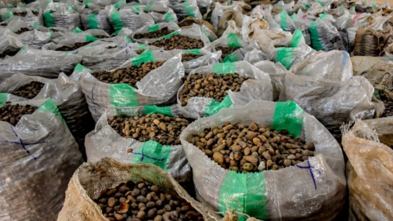 President Tinubu Orders Immediate Ban Of Raw Shea Nut Export